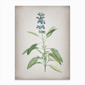 Vintage Sage Plant Botanical on Parchment n.0052 Canvas Print
