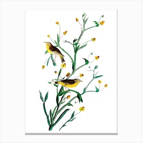 Yellow Birds and Yellow Flowers Vintage 19th Century Illustration Canvas Print
