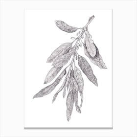Wild Olive Botanical Canvas Print