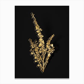 Vintage White Broom Botanical in Gold on Black n.0295 Canvas Print