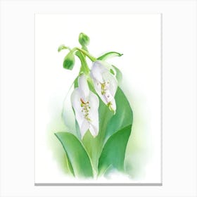 Lily Of The Valley Wildflower Watercolour Canvas Print