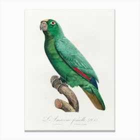 Yellow Fronted Amazon, From Natural History Of Parrots, Francois Levaillant Canvas Print