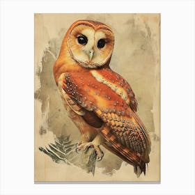 Australian Masked Owl Vintage Illustration 3 Canvas Print