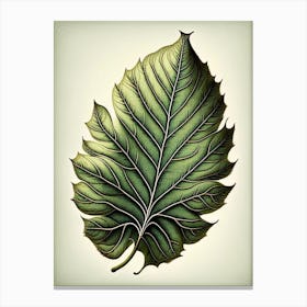 Ash Leaf Vintage Botanical 2 Canvas Print