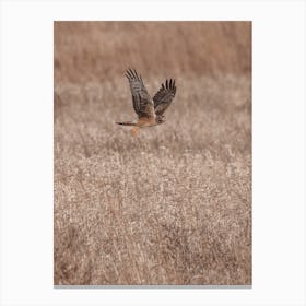 Kestrel Flying Over Meadow Canvas Print