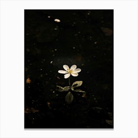 Single Flower In Water 26 Canvas Print