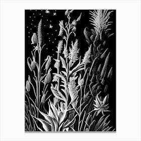 Blazing Star Wildflower Linocut 2 Canvas Print