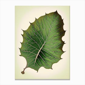 Curry Leaf Vintage Botanical Canvas Print