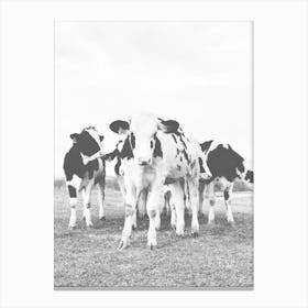 Group Of Baby Cows Canvas Print