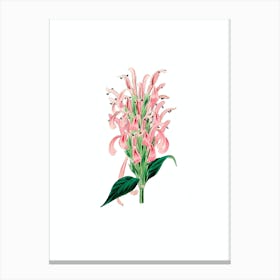 Vintage Justicia Carnea Flower Botanical Illustration on Pure White n.0002 Canvas Print