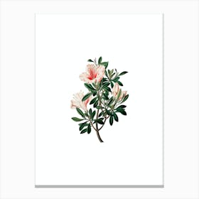 Vintage Variegated Chinese Azalea Botanical Illustration on Pure White n.0894 Canvas Print