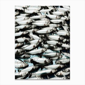 Funny Portrait Sardines Canvas Print