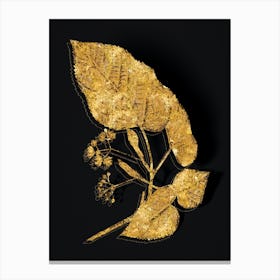 Vintage Linden Tree Branch Botanical in Gold on Black n.0201 Canvas Print