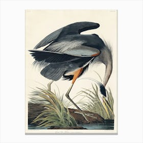 Great Blue Heron Canvas Print