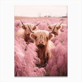 Three Curious Highland Cows In Field Of Pink Grass Canvas Print