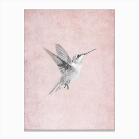 Vintage Hummingbird Canvas Print