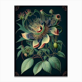 Passion Flower 3 Floral Botanical Vintage Poster Flower Canvas Print