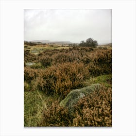 Orange Heather Peak District (2009) Canvas Print