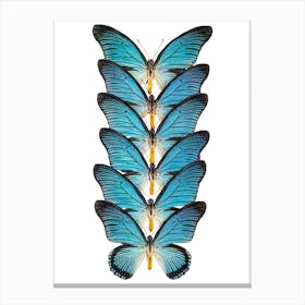 Row Of Blue Butterflies Canvas Print