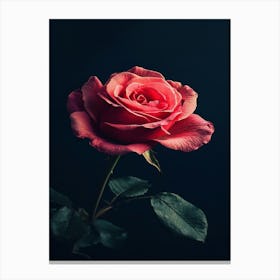 Dark Rose 16 Canvas Print