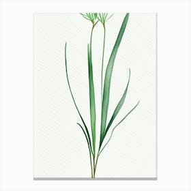 Wild Onion Leaf Minimalist Watercolour 2 Canvas Print