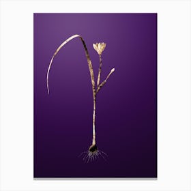 Gold Botanical Cape Tulip on Royal Purple n.2166 Canvas Print