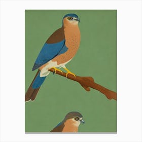 Eurasian Sparrowhawk 2 Midcentury Illustration Bird Canvas Print