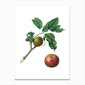 Vintage Apple Botanical Illustration on Pure White n.0545 Canvas Print