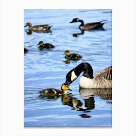 Canada Geese Canvas Print