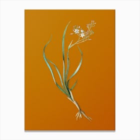 Vintage Phalangium Bicolor Botanical on Sunset Orange n.0953 Canvas Print