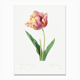 Tulip, Pierre Joseph Redoute Canvas Print