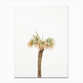 Palm Tree Canvas Print