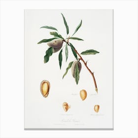 Almond (Guscio Tenero) From Pomona Italiana (1817 - 1839), Giorgio Gallesio Canvas Print