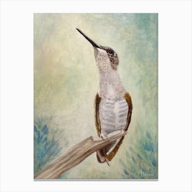 Enchanting Wand Ruby Throated Hummingbird Canvas Print
