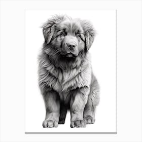 Newfoundland Dog, Line Drawing 2 Canvas Print