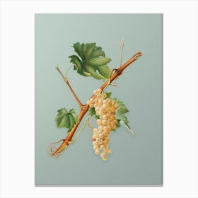 Vintage Vermentino Grapes Botanical Art on Mint Green Canvas Print