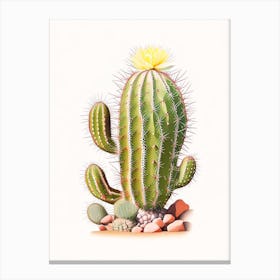 Rebutia Cactus Marker Art 1 Canvas Print