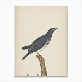Cuckoo Illustration Bird Canvas Print
