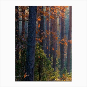 Autumn Forest Photo Canvas Print
