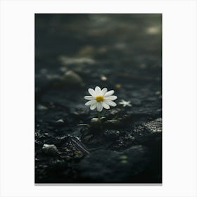 Single Daisy 6 Canvas Print