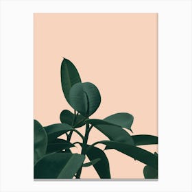 Terracotta Plant Canvas Print