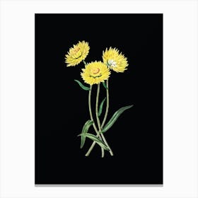 Vintage Helichrysum Flower Branch Botanical Illustration on Solid Black n.0227 Canvas Print