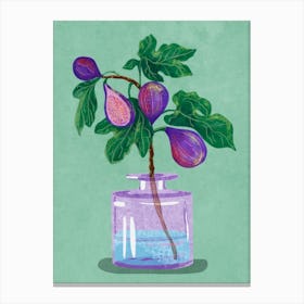 Figs Branch In Vase Canvas Print