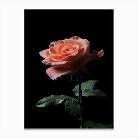 Peach Rose On Black Background 9 Canvas Print