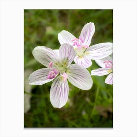 Virginia Spring Beauty - Photograph Canvas Print