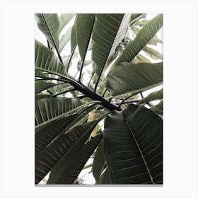 Close Up Of A Tree Canvas Print