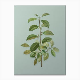 Vintage Alder Buckthorn Botanical Art on Mint Green n.0902 Canvas Print