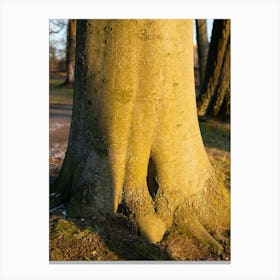 Tree trunk in the evening light 4 Canvas Print