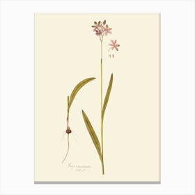 Pink Orchid Canvas Print