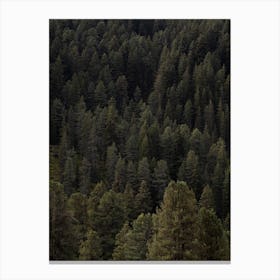 Pine Forest Canvas Print